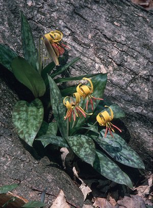 Trout lily