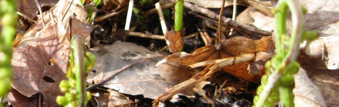 fiddlehead-ferns