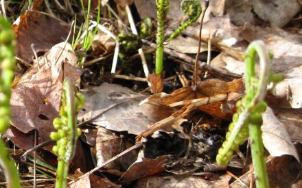 What’s going on in your woods (Spring edition)