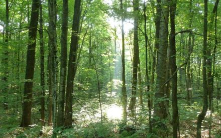 Myths surrounding the Managed Forest Law Program