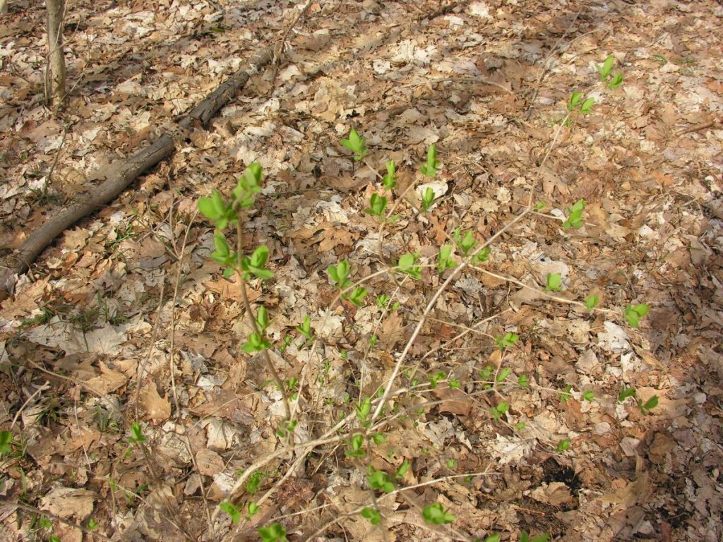 Non Native Honeysuckle