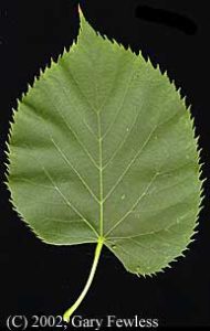 Simple leaf