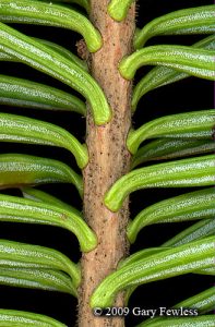 Single needle connection point