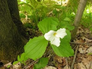 Trillium