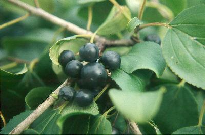 Strategies for controlling invasive plants