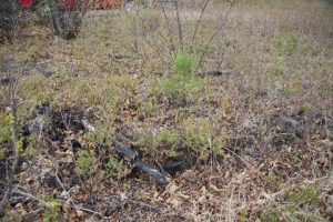 Pine Seedling after fire