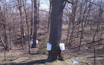 Leasing your sugarbush