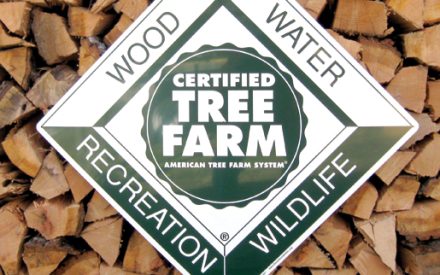 What is forest certification?
