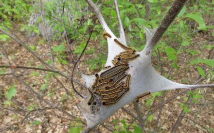 Native insects damaging our trees