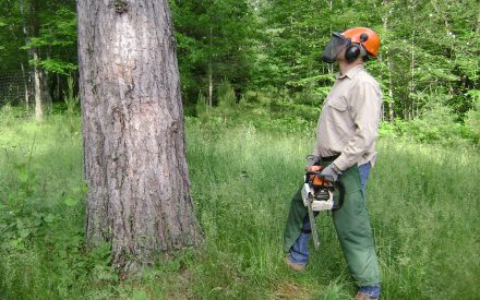 So, you think you know all about your chainsaw, huh?