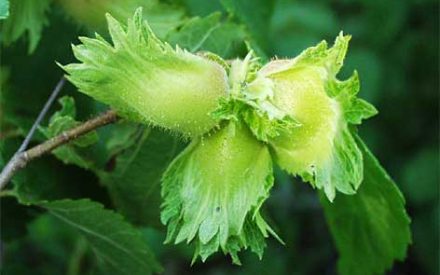 The right shrubs for the right habitat for the wildlife you are looking to attract