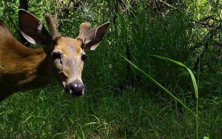 Taking a snapshot of Wisconsin’s wildlife
