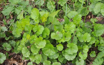 Identifying and treating invasive species in the spring