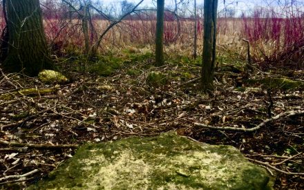 The sit spot challenge