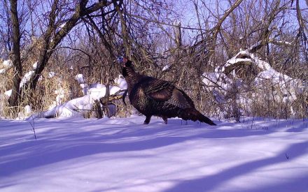 Wildlife for your Woodlot