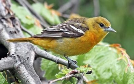 Better birding: How to get started?