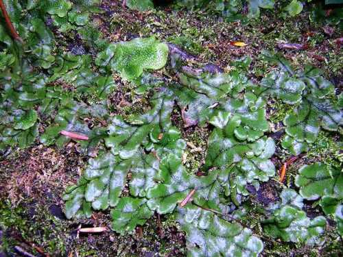 common liverwort