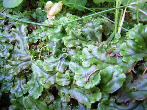 common liverwort