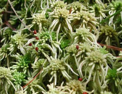 sphagnum moss