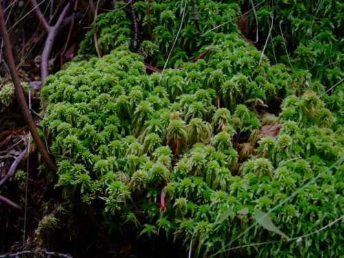 sphagnum moss