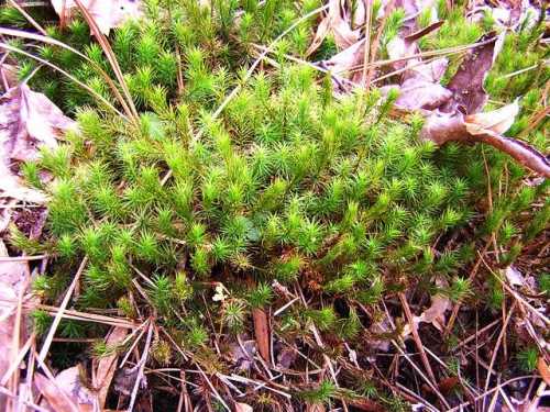 polytrichum moss