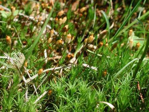 polytrichum moss