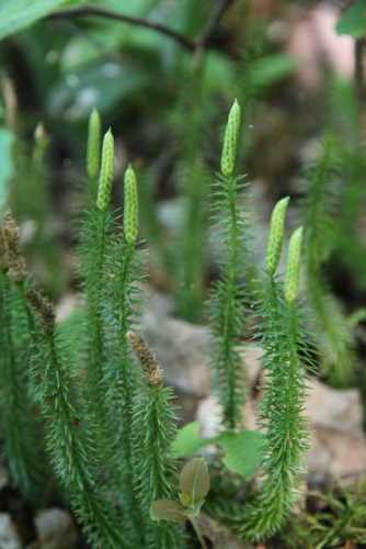 club moss