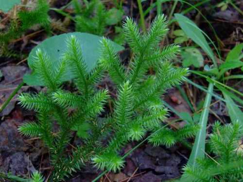 club moss