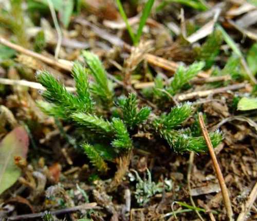 spike moss