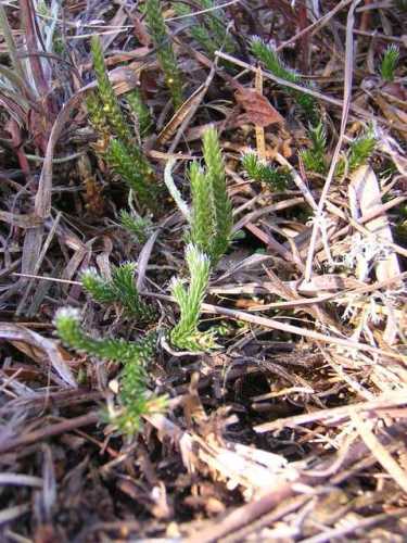 spike moss