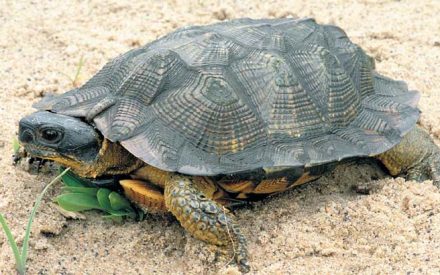 Finding a rare species on your property