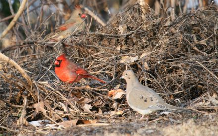 Leaving wood for wildlife