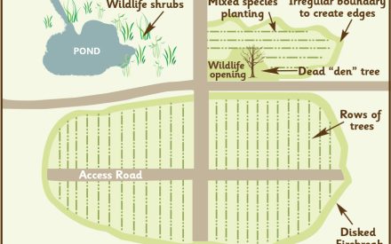 Do I really need a plan for where and how I plant my trees?