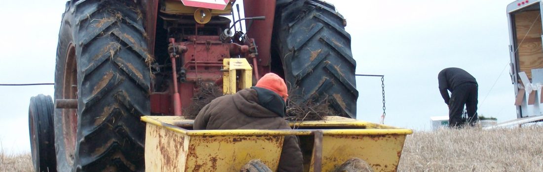 machine tree planting