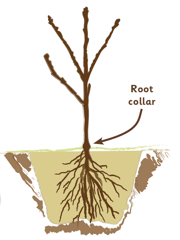 graphic showing the root collar of a planted tree just above the ground