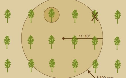Make sure your planted trees survive and thrive