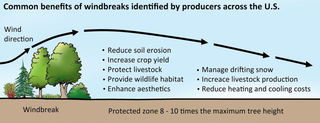 Common benefits of windbreaks identified by producers across the U.S.