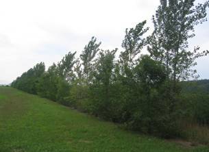 Windbreaks – Agroforestry for any property