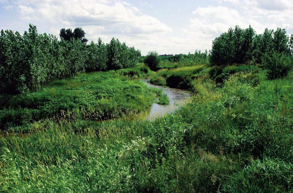 A riparian forest buffer