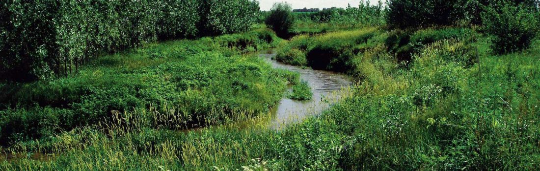 A riparian forest buffer