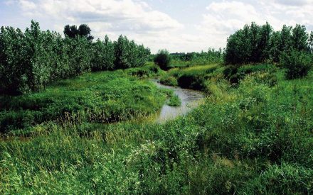 Riparian buffers – Agroforestry for any property
