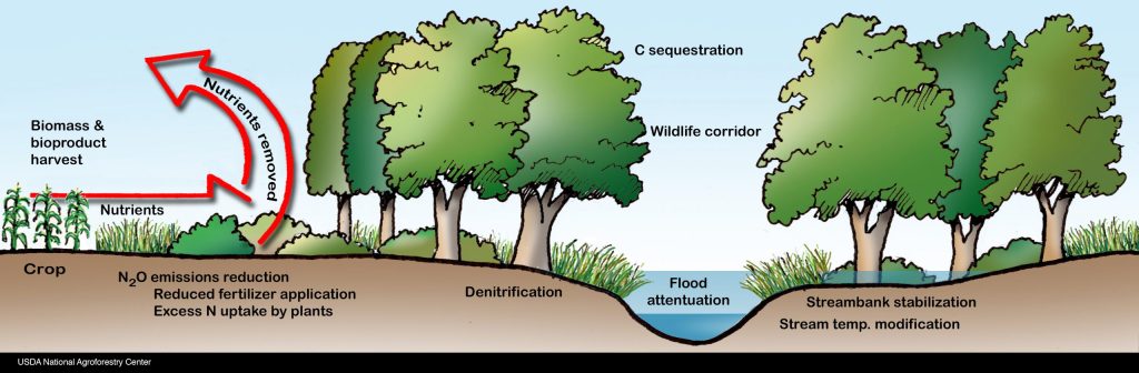 Diagram of a riparian forest buffer showing benefits like denitrification, flood attenuation, carbon sequestration, wildlife corridors, streambank stabilization, and stream temperature modification.
