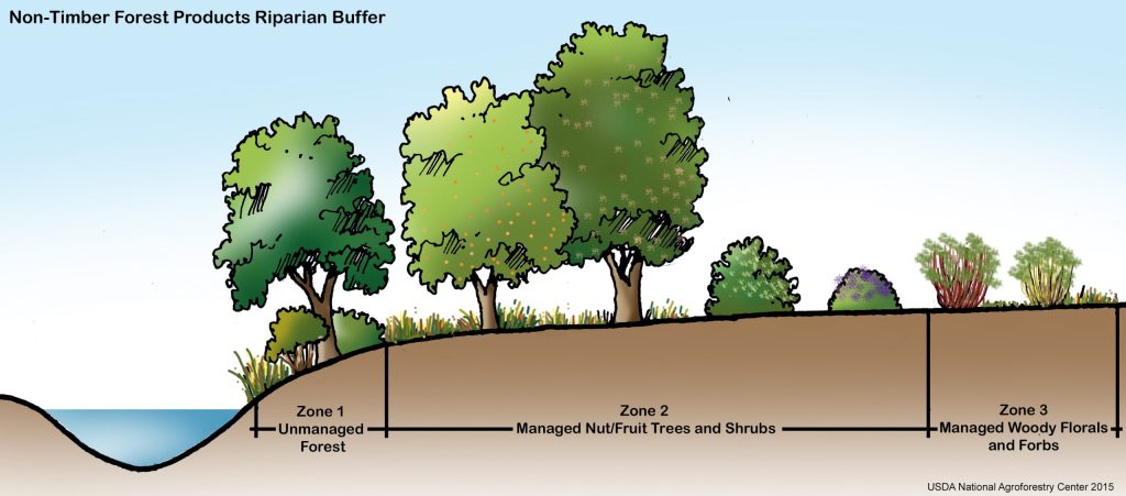 Diagram of the zones of a riparian buffer. Zone 1 is unmanaged forest, Zone 2 is managed nut/fruit trees and shrubs, and Zone 3 is managed woody florals and forbs.