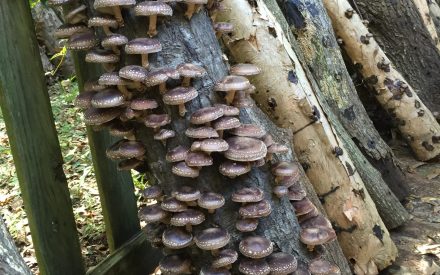 Forest farming – Agroforestry for any property