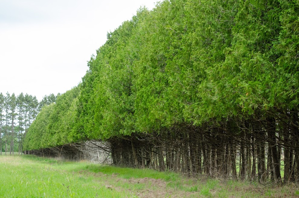 A line of trees with a clear line below which no leaves are present