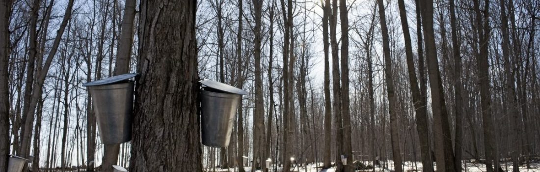Maple sugarbush in winter with melting snow