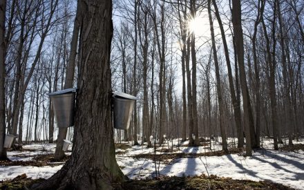Results from a Statewide Survey of Maple Syrup Producers