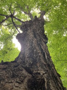 A large, old, warty maple tree and its green canopy