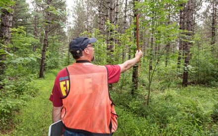 Why do I need a forester for my timber sale?