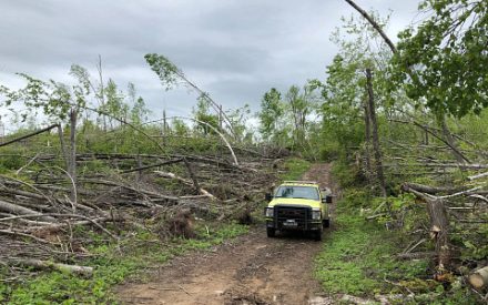 Wind damage to trees